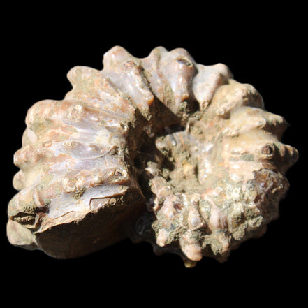 Cretaceous Ammonite Douvilleiceras from Madagascar 58*50*29mm 77g in sunlight - Rocks and Things Store