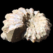 Cretaceous Ammonite Douvilleiceras from Madagascar 58*50*29mm 77g in sunlight - Rocks and Things Store