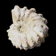 Cretaceous Ammonite Douvilleiceras from Madagascar 58*50*29mm 77g in sunlight - Rocks and Things Store