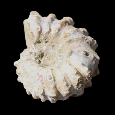 Cretaceous Ammonite Douvilleiceras from Madagascar 58*50*29mm 77g in sunlight - Rocks and Things Store