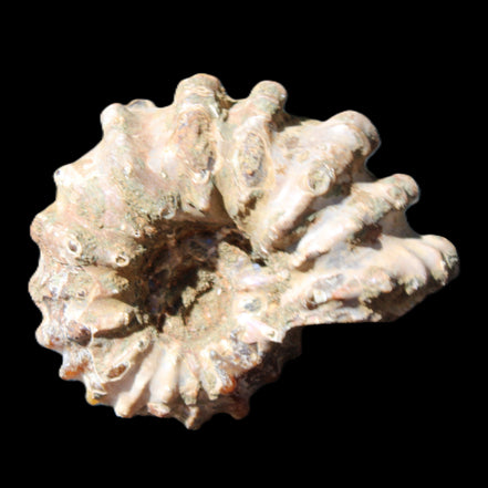 Cretaceous Ammonite Douvilleiceras from Madagascar 58*50*29mm 77g in sunlight - Rocks and Things Store