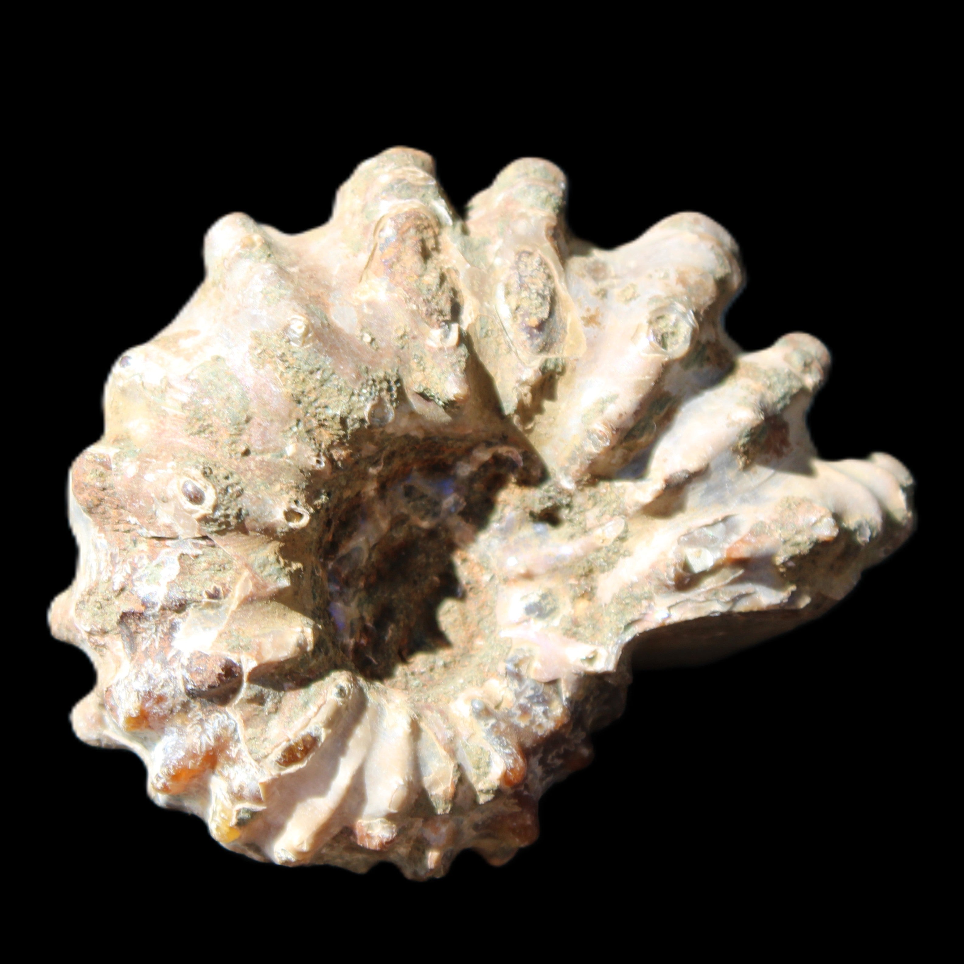 Cretaceous Ammonite Douvilleiceras from Madagascar 58*50*29mm 77g in sunlight - Rocks and Things Store