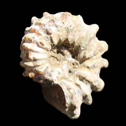 Cretaceous Ammonite Douvilleiceras from Madagascar 58*50*29mm 77g in sunlight - Rocks and Things Store