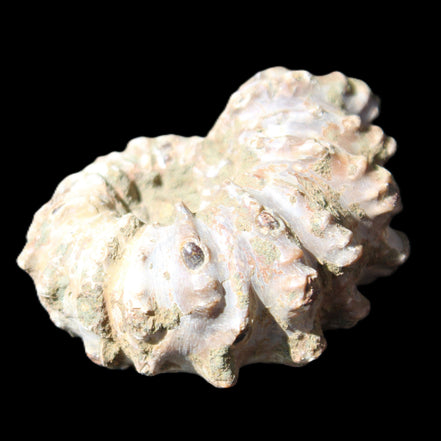 Cretaceous Ammonite Douvilleiceras from Madagascar 58*50*29mm 77g in sunlight - Rocks and Things Store