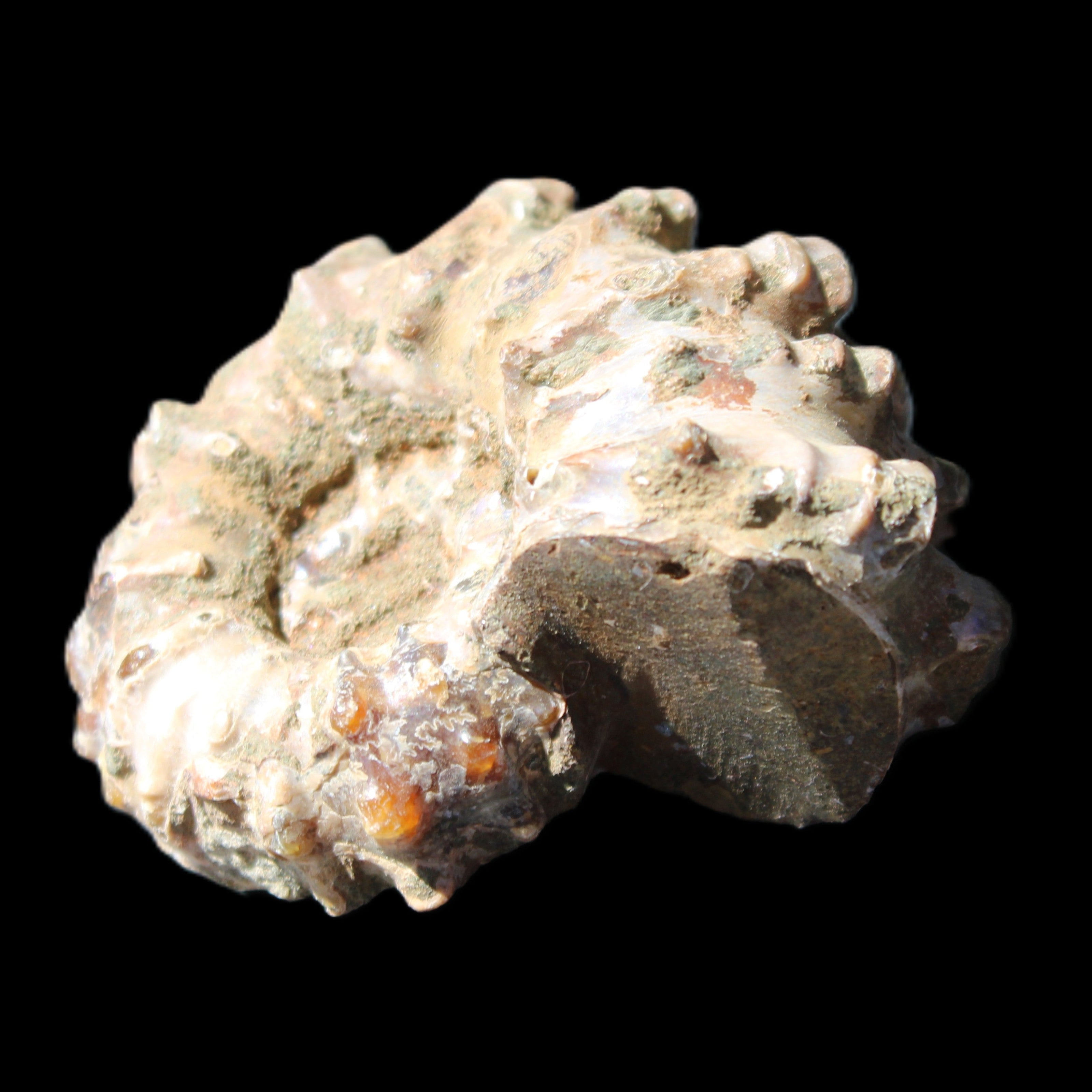 Cretaceous Ammonite Douvilleiceras from Madagascar 58*50*29mm 77g in sunlight - Rocks and Things Store