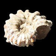 Cretaceous Ammonite Douvilleiceras from Madagascar 58*50*29mm 77g in sunlight - Rocks and Things Store