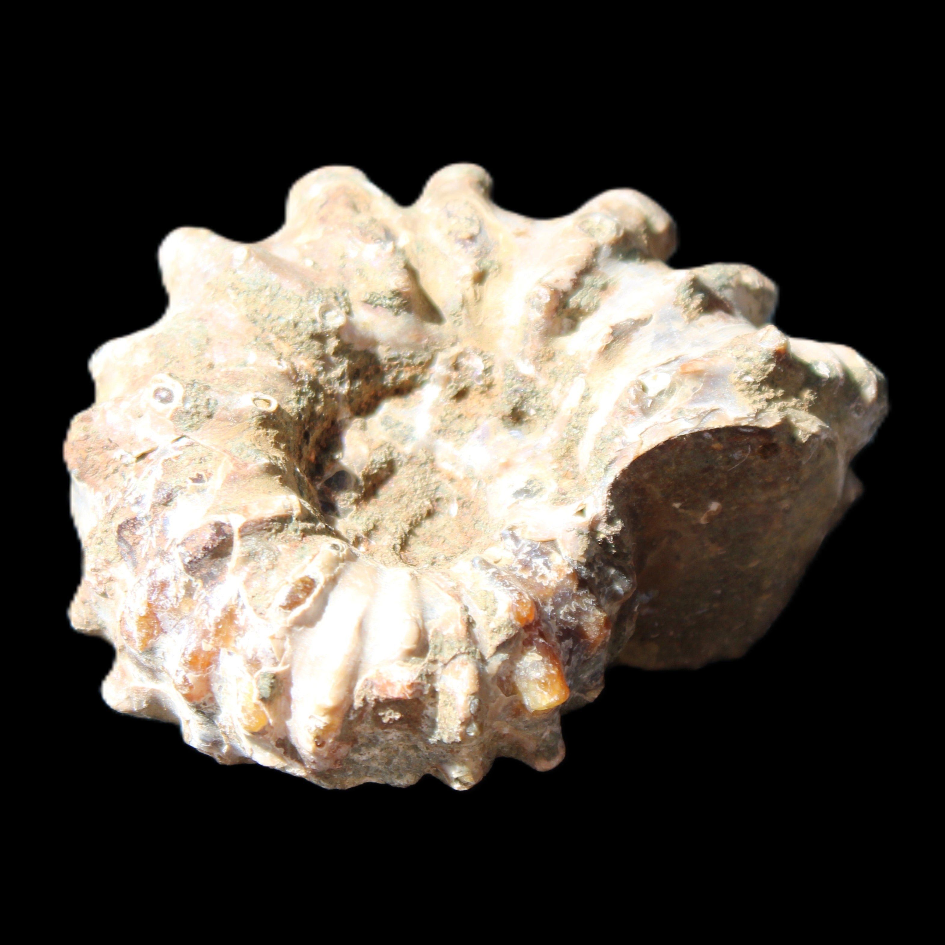 Cretaceous Ammonite Douvilleiceras from Madagascar 58*50*29mm 77g in sunlight - Rocks and Things Store