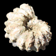 Cretaceous Ammonite Douvilleiceras from Madagascar 58*50*29mm 77g in sunlight - Rocks and Things Store