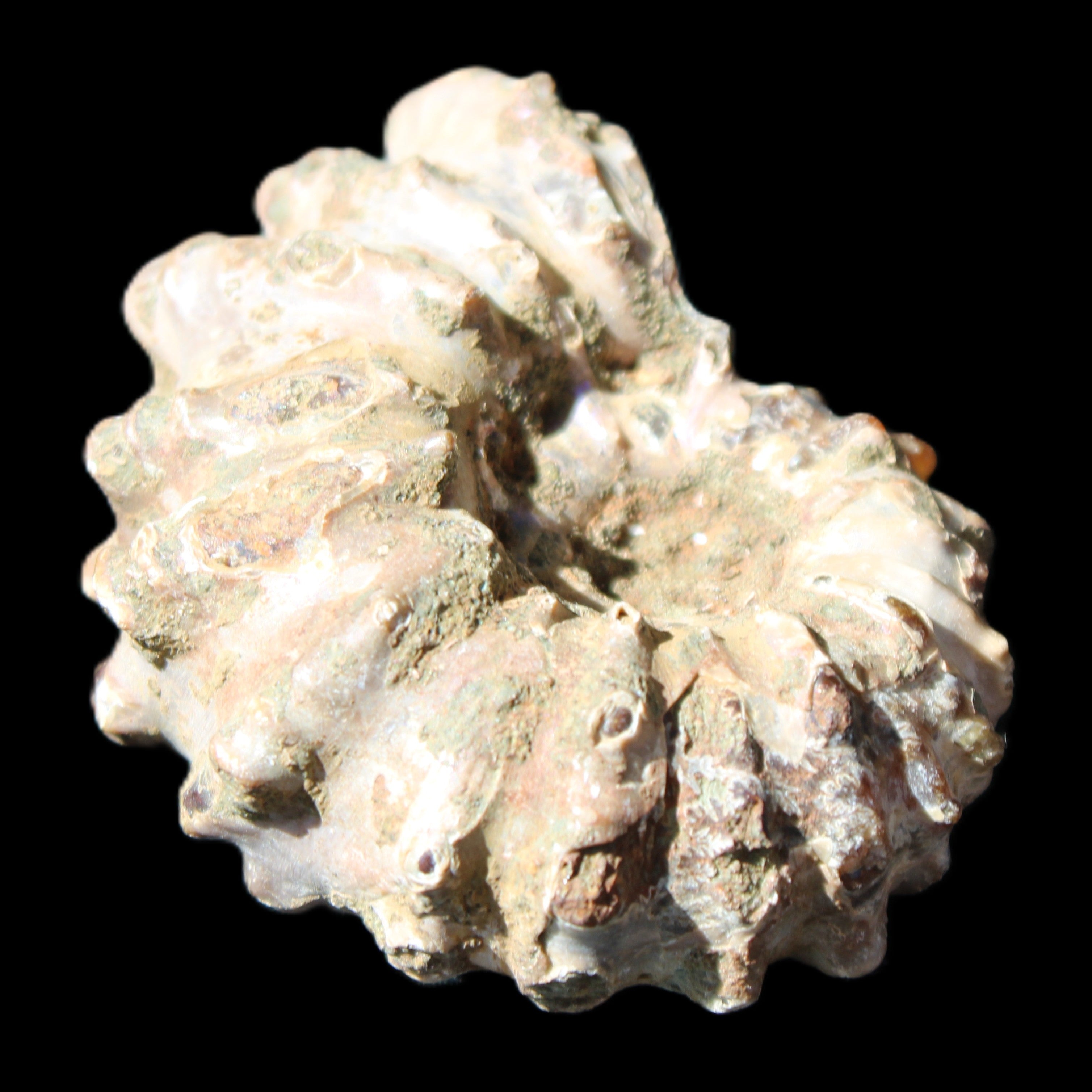 Cretaceous Ammonite Douvilleiceras from Madagascar 58*50*29mm 77g in sunlight - Rocks and Things Store