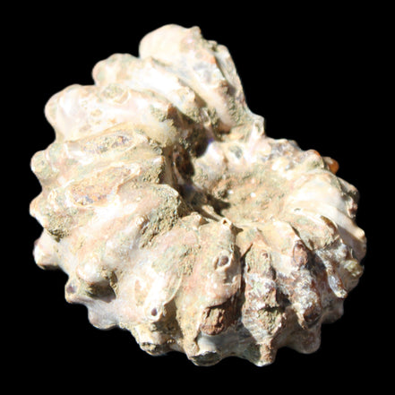 Cretaceous Ammonite Douvilleiceras from Madagascar 58*50*29mm 77g in sunlight - Rocks and Things Store