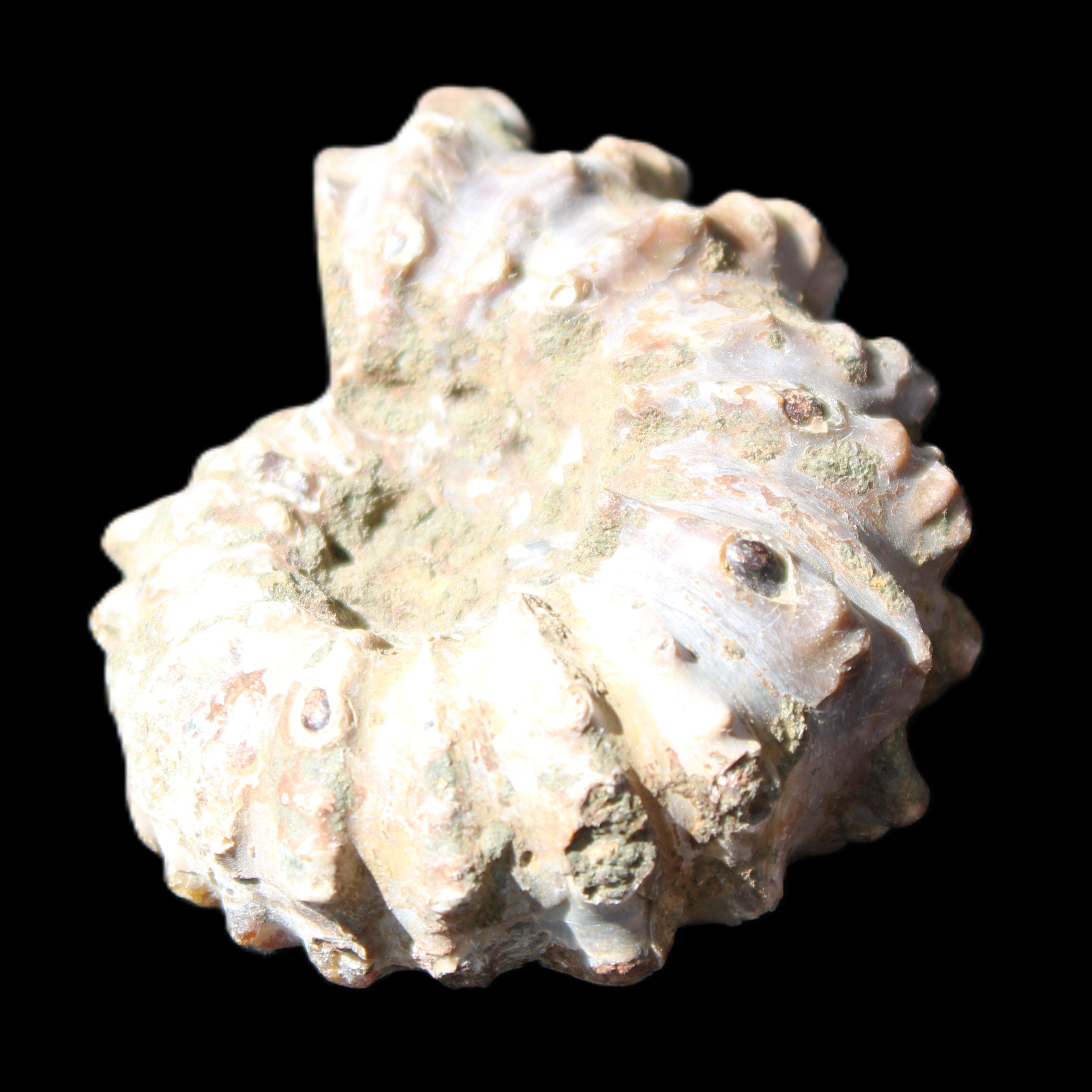 Cretaceous Ammonite Douvilleiceras from Madagascar 58*50*29mm 77g in sunlight - Rocks and Things Store
