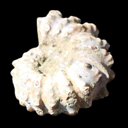 Cretaceous Ammonite Douvilleiceras from Madagascar 58*50*29mm 77g in sunlight - Rocks and Things Store