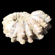 Cretaceous Ammonite Douvilleiceras from Madagascar 58*50*29mm 77g in sunlight - Rocks and Things Store