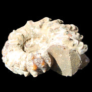 Cretaceous Ammonite Douvilleiceras from Madagascar 58*50*29mm 77g in sunlight - Rocks and Things Store