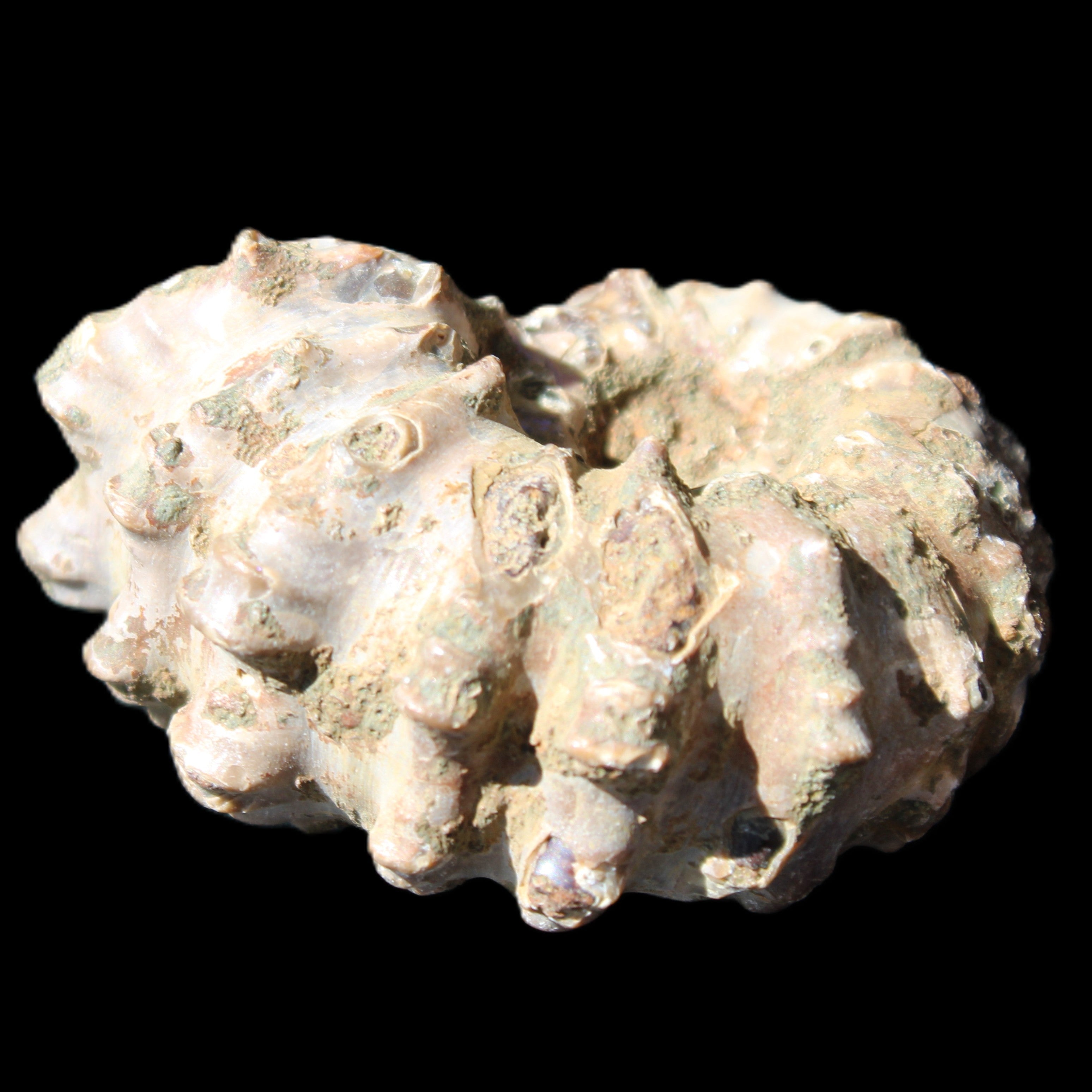 Cretaceous Ammonite Douvilleiceras from Madagascar 58*50*29mm 77g in sunlight - Rocks and Things Store