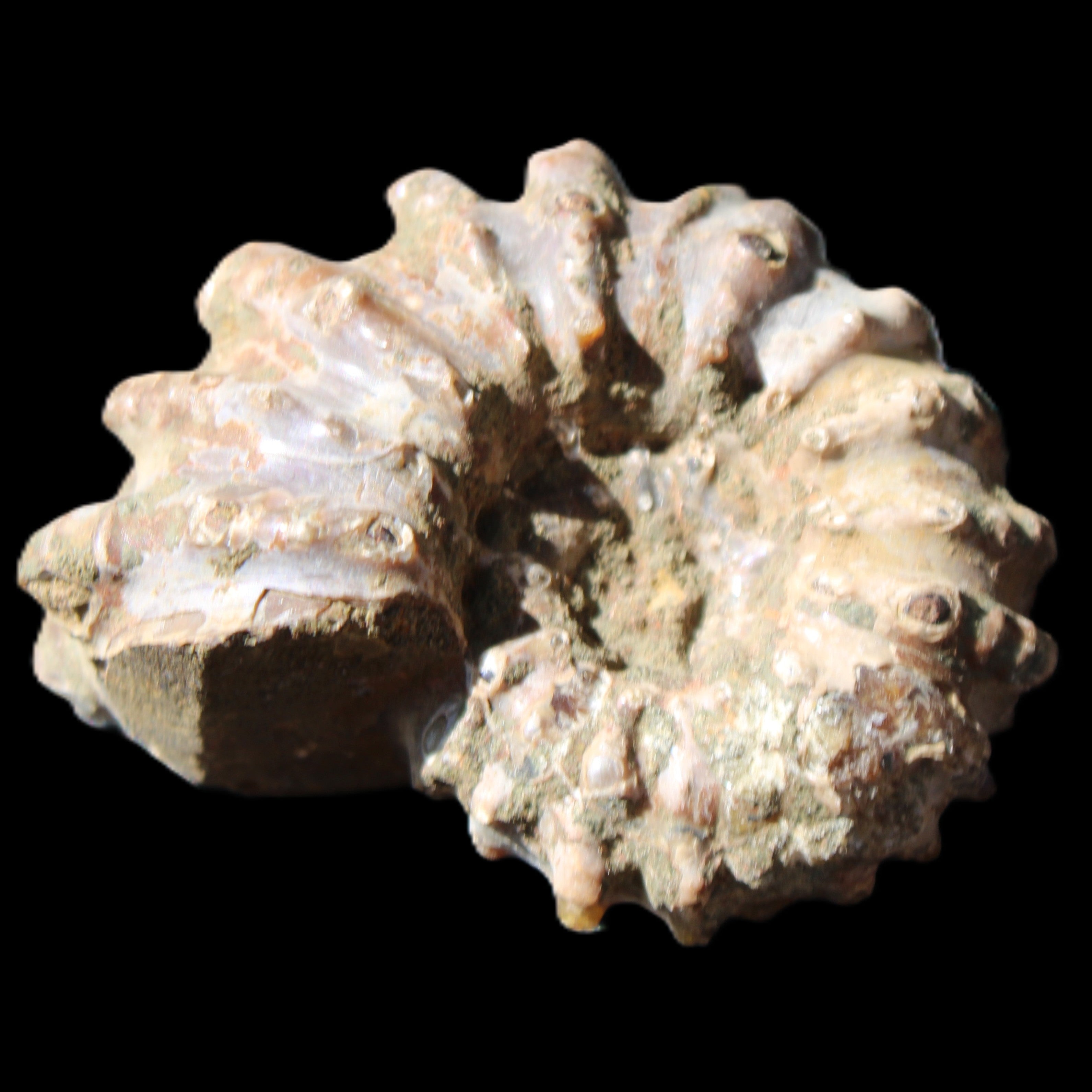 Cretaceous Ammonite Douvilleiceras from Madagascar 58*50*29mm 77g in sunlight - Rocks and Things Store