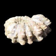 Cretaceous Ammonite Douvilleiceras from Madagascar 58*50*29mm 77g in sunlight - Rocks and Things Store