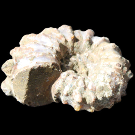 Cretaceous Ammonite Douvilleiceras from Madagascar 58*50*29mm 77g in sunlight - Rocks and Things Store