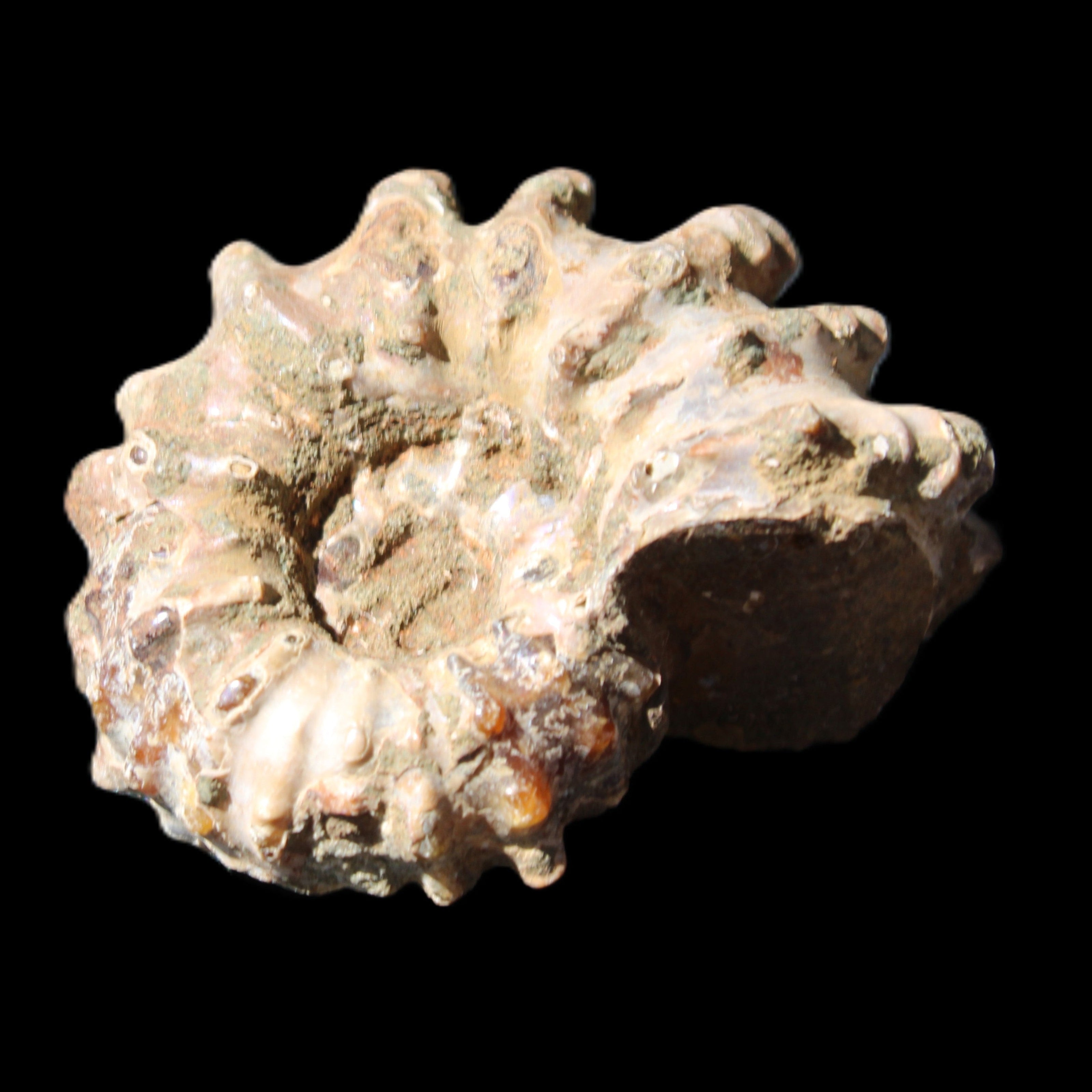 Cretaceous Ammonite Douvilleiceras from Madagascar 58*50*29mm 77g in sunlight - Rocks and Things Store