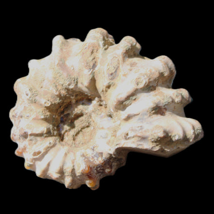 Cretaceous Ammonite Douvilleiceras from Madagascar 58*50*29mm 77g in sunlight - Rocks and Things Store
