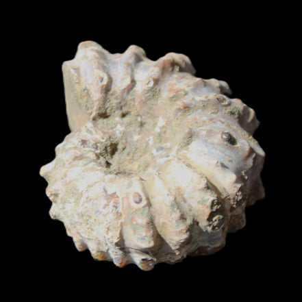 Cretaceous Ammonite Douvilleiceras from Madagascar 58*50*29mm 77g in sunlight - Rocks and Things Store
