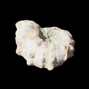 Cretaceous Ammonite Douvilleiceras from Madagascar 35*27*18mm 23/25g in sunlight - Rocks and Things Store