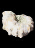 Cretaceous Ammonite Douvilleiceras from Madagascar 35*27*18mm 23/25g in sunlight - Rocks and Things Store