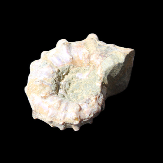 Cretaceous Ammonite Douvilleiceras from Madagascar 35*27*18mm 23/25g in sunlight - Rocks and Things Store