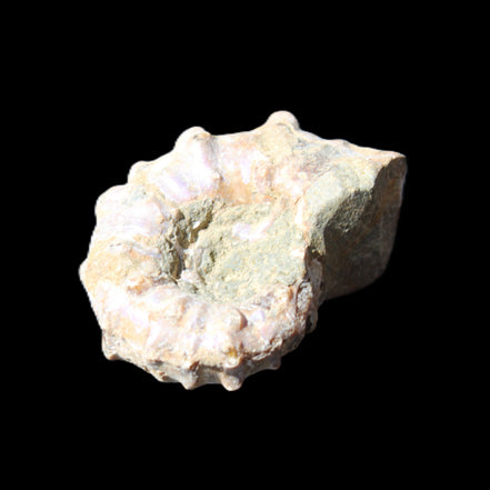 Cretaceous Ammonite Douvilleiceras from Madagascar 35*27*18mm 23/25g in sunlight - Rocks and Things Store