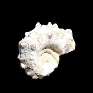 Cretaceous Ammonite Douvilleiceras from Madagascar 35*27*18mm 23/25g in sunlight - Rocks and Things Store