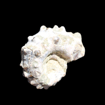 Cretaceous Ammonite Douvilleiceras from Madagascar 35*27*18mm 23/25g in sunlight - Rocks and Things Store