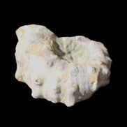 Cretaceous Ammonite Douvilleiceras from Madagascar 35*27*18mm 23/25g in sunlight - Rocks and Things Store