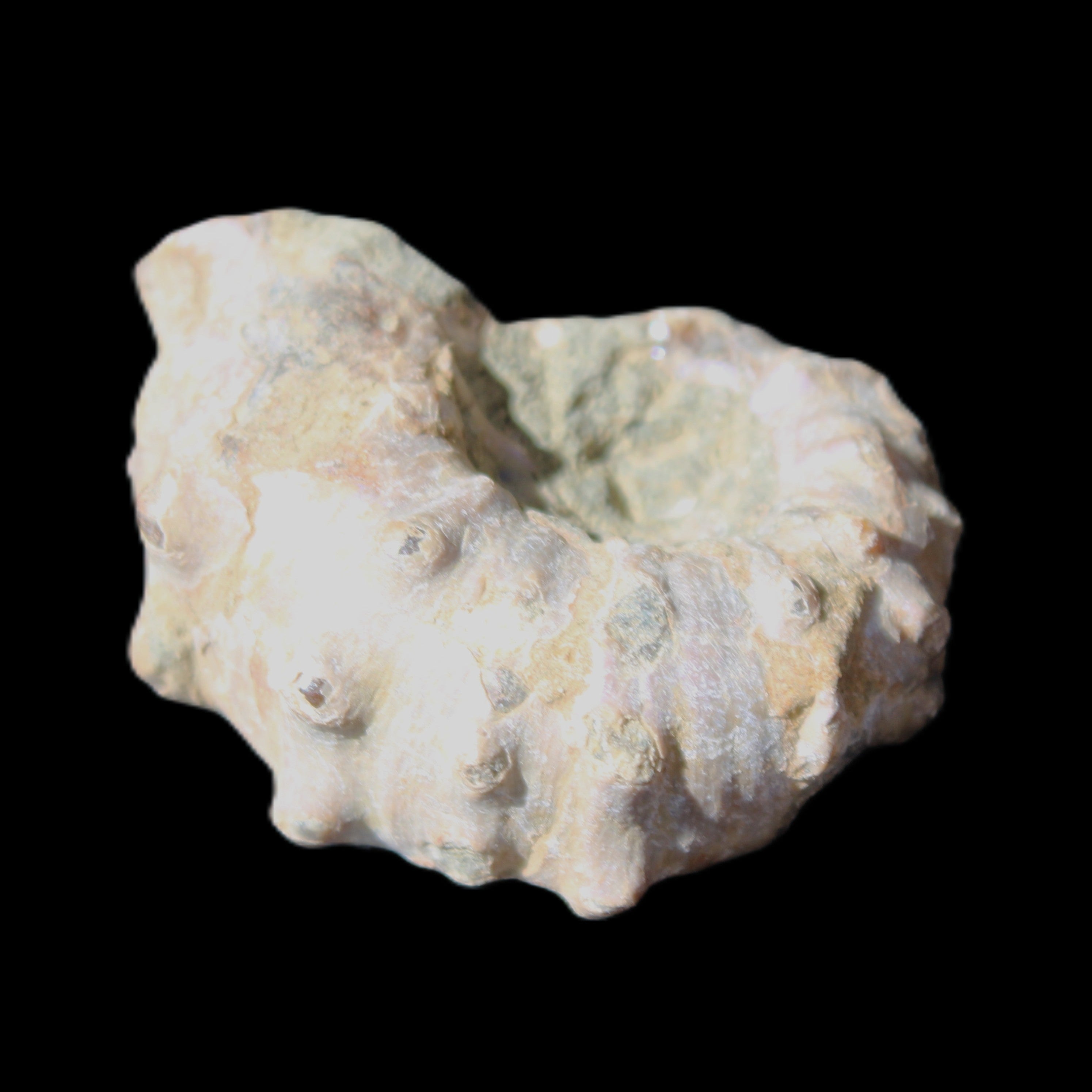 Cretaceous Ammonite Douvilleiceras from Madagascar 35*27*18mm 23/25g in sunlight - Rocks and Things Store