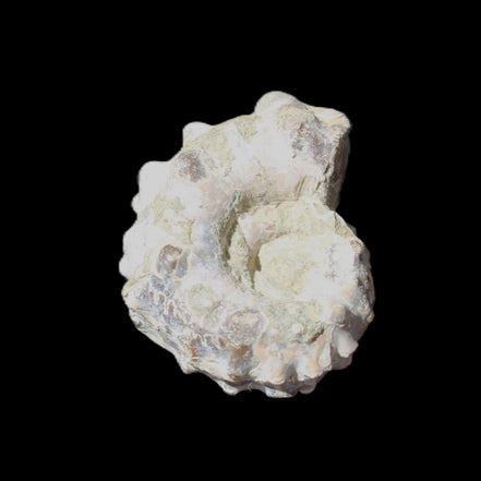 Cretaceous Ammonite Douvilleiceras from Madagascar 35*27*18mm 23/25g in sunlight - Rocks and Things Store