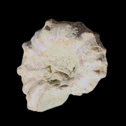 Cretaceous Ammonite Douvilleiceras from Madagascar 35*27*18mm 23/25g in sunlight - Rocks and Things Store
