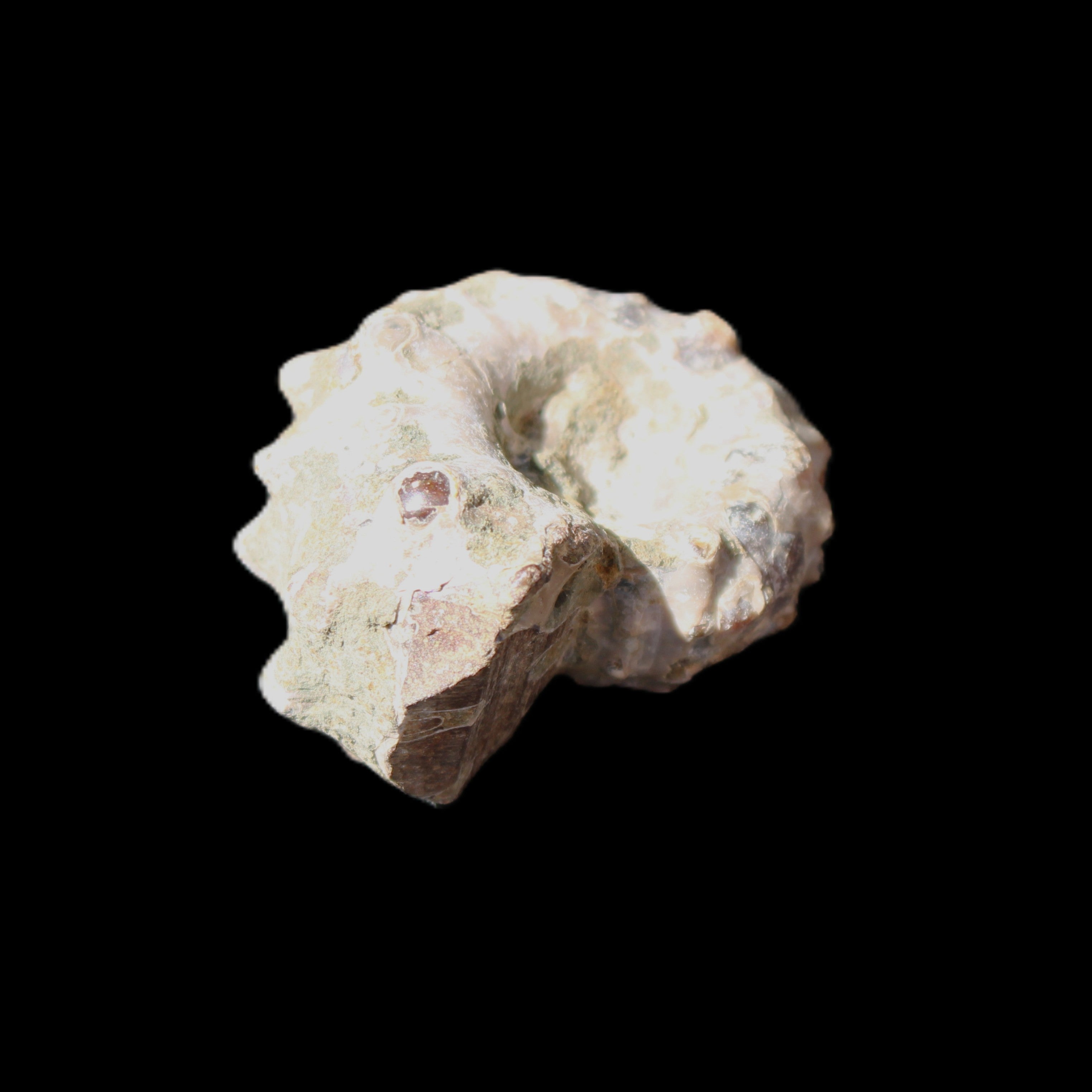 Cretaceous Ammonite Douvilleiceras from Madagascar 35*27*18mm 23/25g in sunlight - Rocks and Things Store