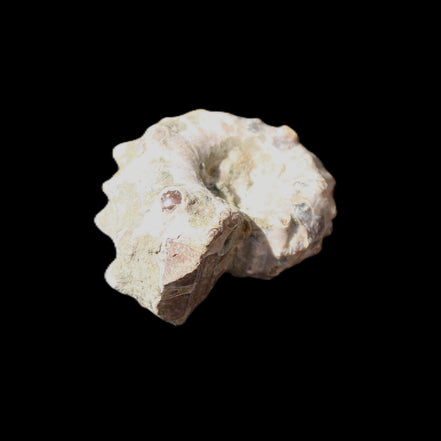 Cretaceous Ammonite Douvilleiceras from Madagascar 35*27*18mm 23/25g in sunlight - Rocks and Things Store