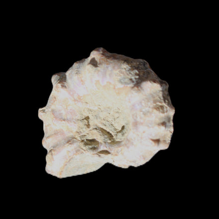 Cretaceous Ammonite Douvilleiceras from Madagascar 35*27*18mm 23/25g in sunlight - Rocks and Things Store