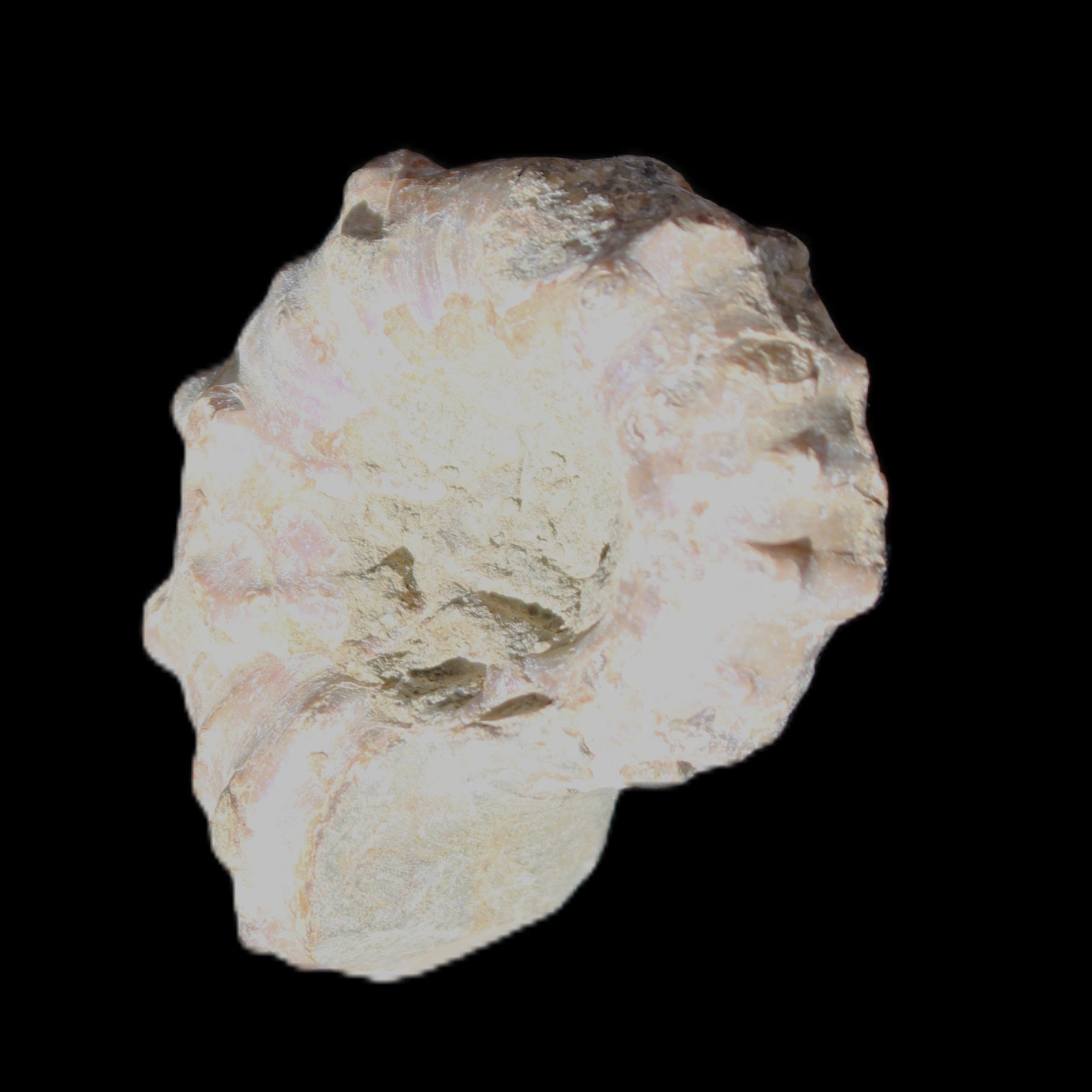 Cretaceous Ammonite Douvilleiceras from Madagascar 35*27*18mm 23/25g in sunlight - Rocks and Things Store
