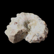 Cretaceous Ammonite Douvilleiceras from Madagascar 35*27*18mm 23/25g in sunlight - Rocks and Things Store