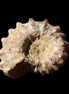 Cretaceous Ammonite Douvilleiceras from Madagascar 36*30*20mm 26/31g in sunlight - Rocks and Things Store