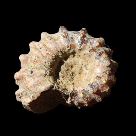 Cretaceous Ammonite Douvilleiceras from Madagascar 36*30*20mm 26/31g in sunlight - Rocks and Things Store