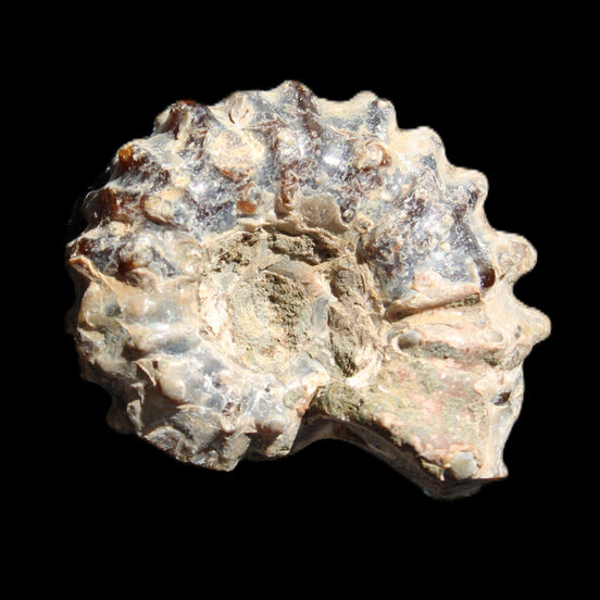 Cretaceous Ammonite Douvilleiceras from Madagascar 36*30*20mm 26/31g in sunlight - Rocks and Things Store