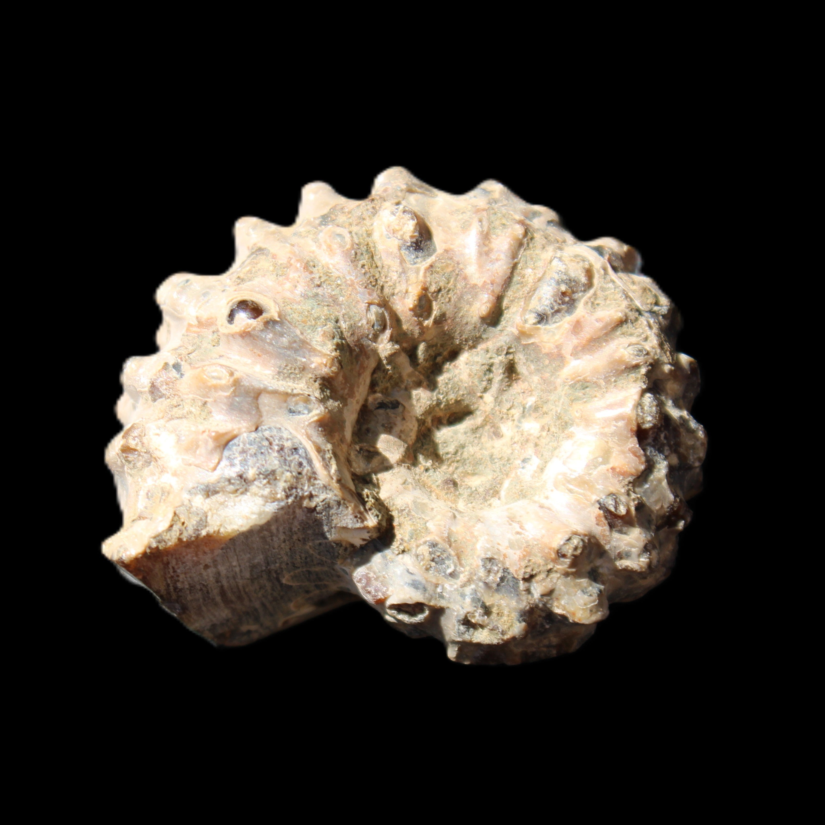 Cretaceous Ammonite Douvilleiceras from Madagascar 36*30*20mm 26/31g in sunlight - Rocks and Things Store
