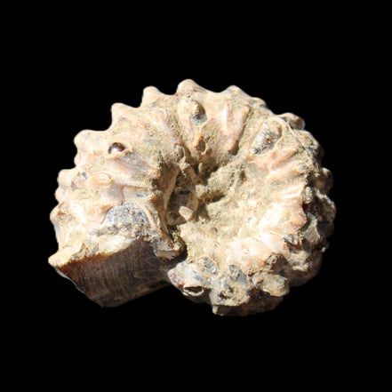 Cretaceous Ammonite Douvilleiceras from Madagascar 36*30*20mm 26/31g in sunlight - Rocks and Things Store