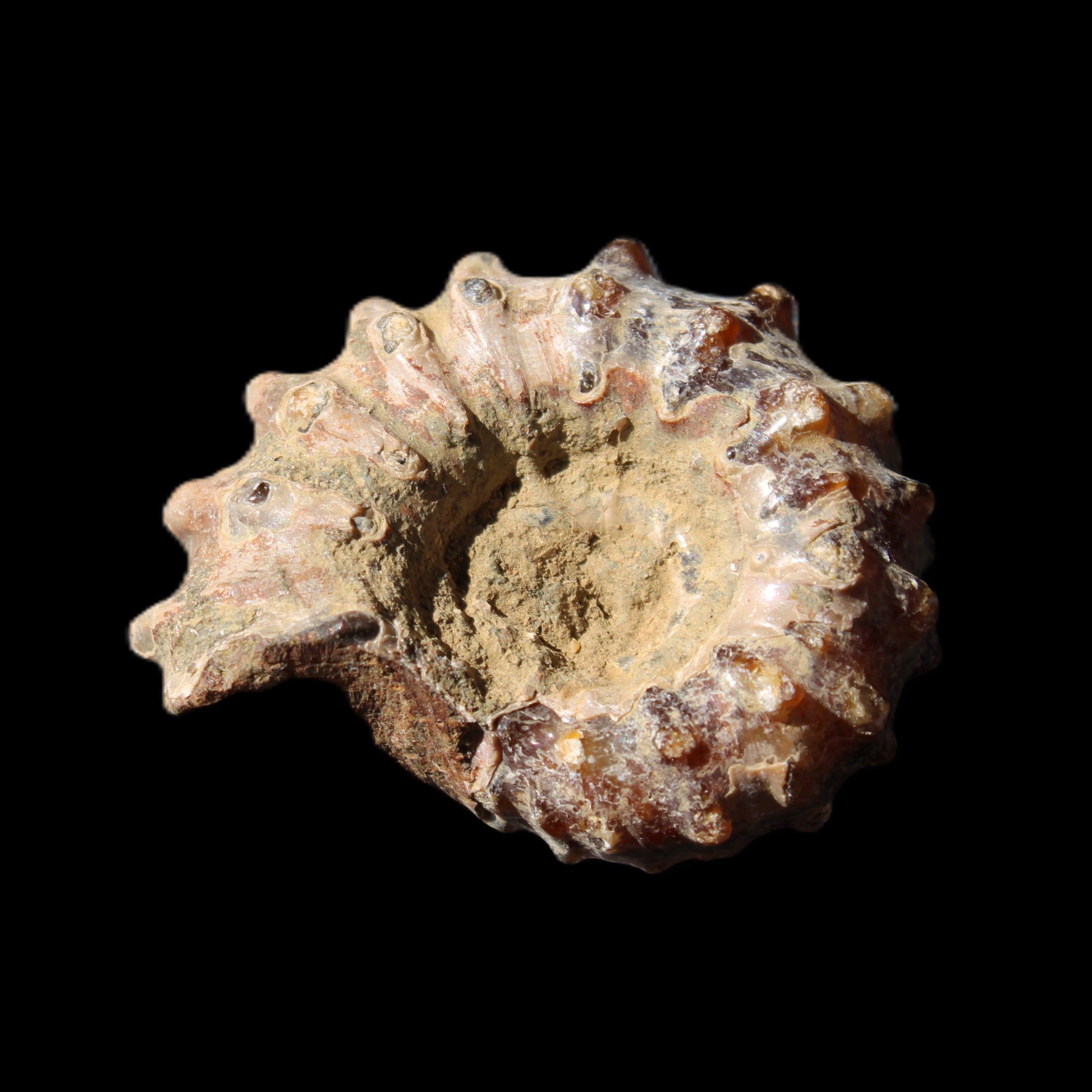 Cretaceous Ammonite Douvilleiceras from Madagascar 36*30*20mm 26/31g in sunlight - Rocks and Things Store