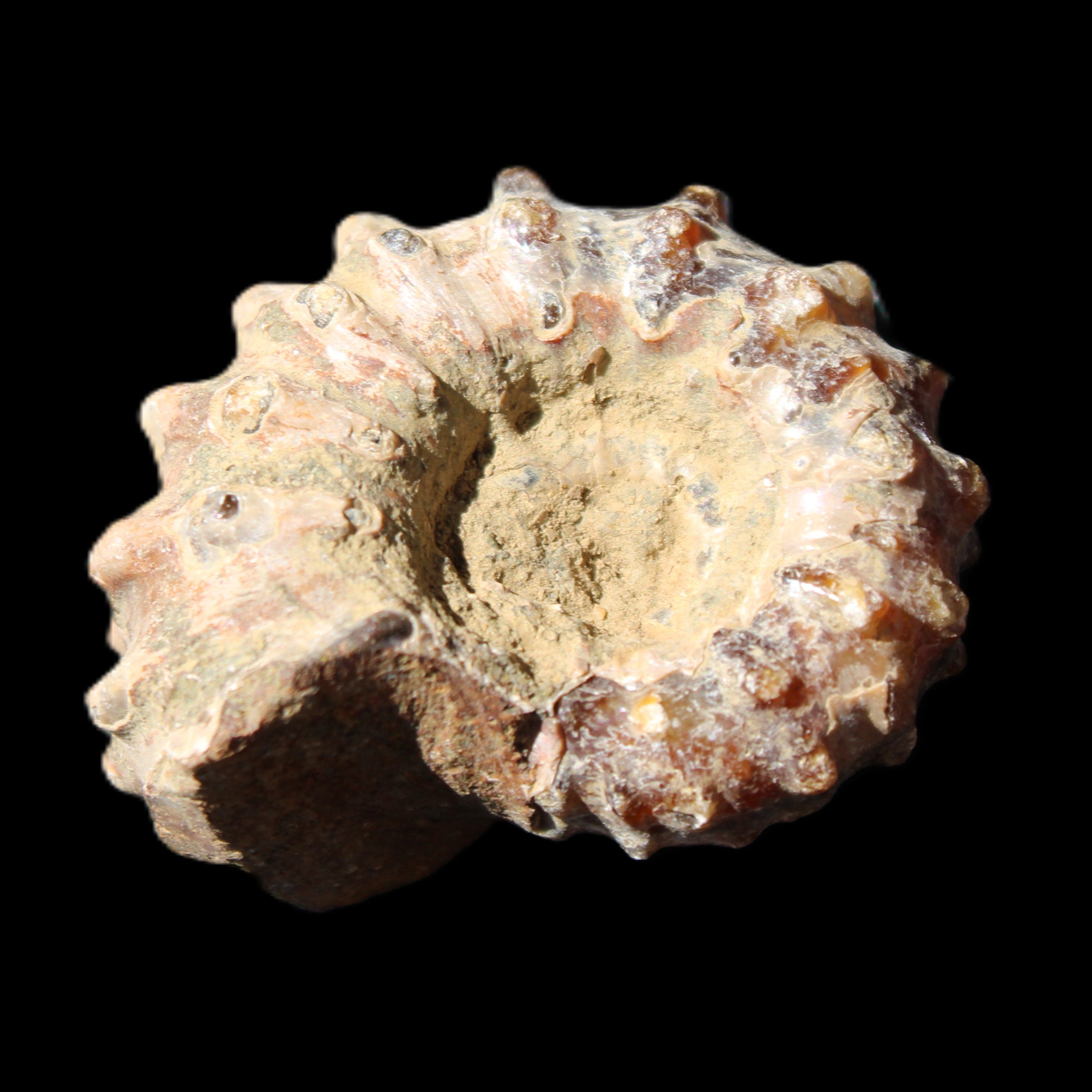 Cretaceous Ammonite Douvilleiceras from Madagascar 36*30*20mm 26/31g in sunlight - Rocks and Things Store