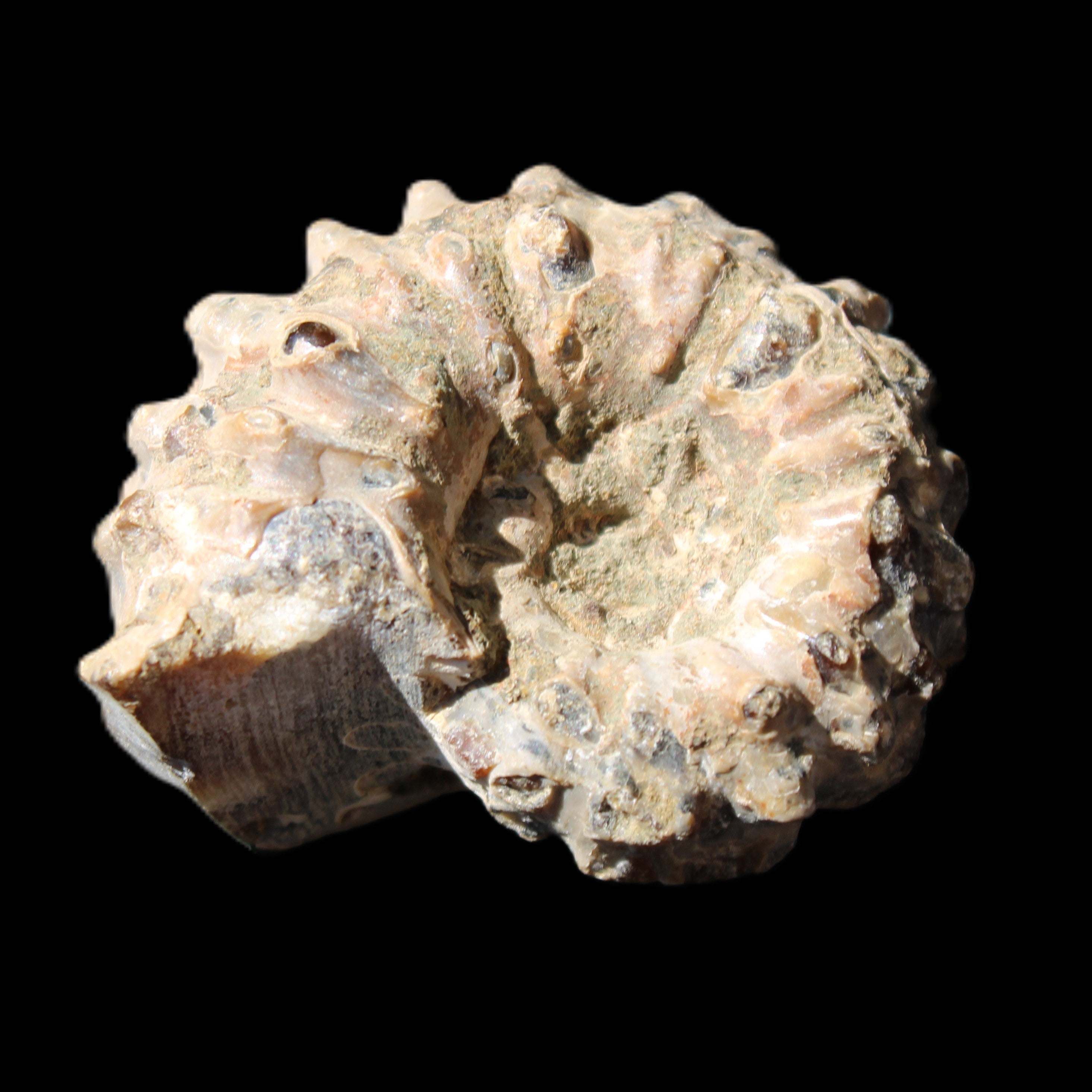 Cretaceous Ammonite Douvilleiceras from Madagascar 36*30*20mm 26/31g in sunlight - Rocks and Things Store