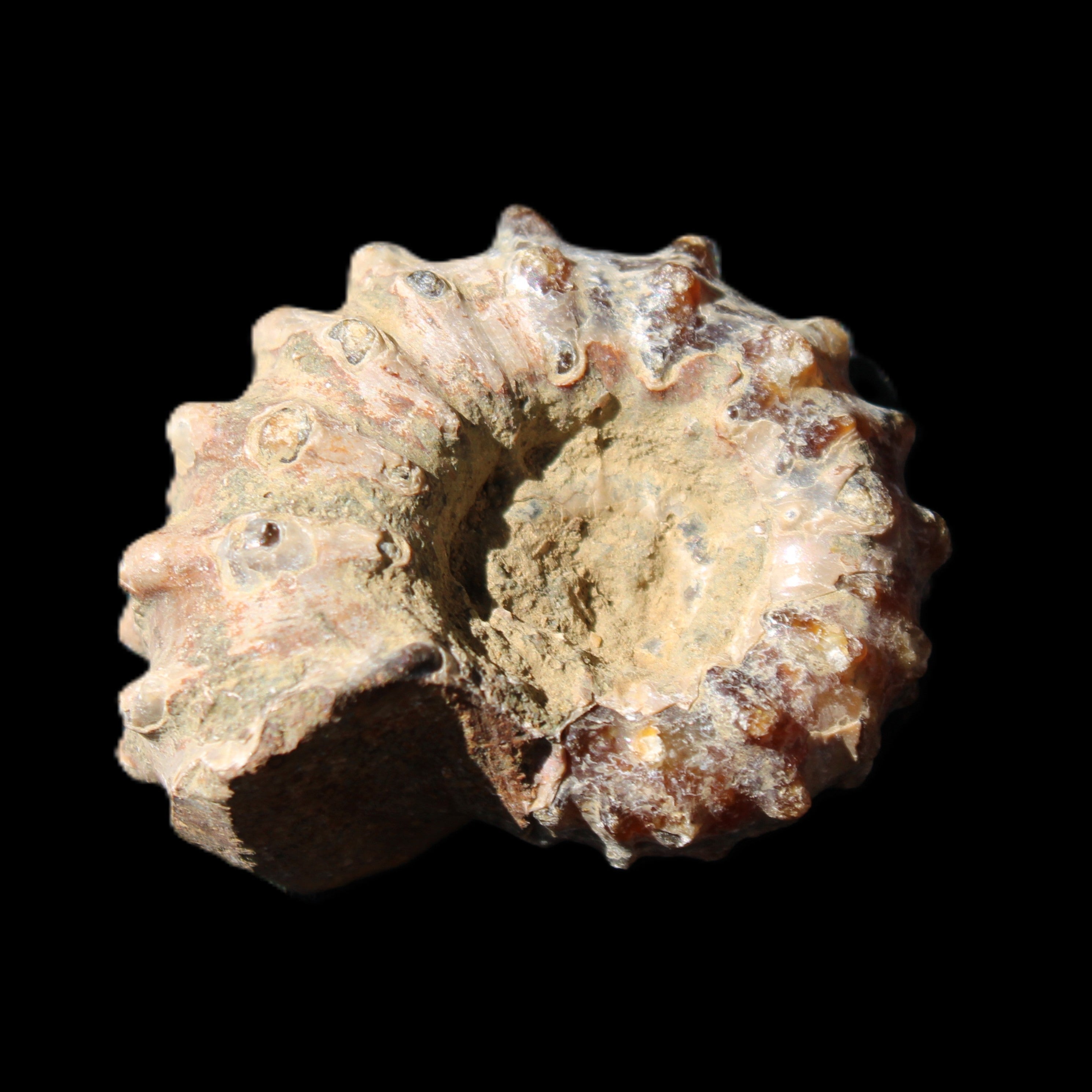 Cretaceous Ammonite Douvilleiceras from Madagascar 36*30*20mm 26/31g in sunlight - Rocks and Things Store