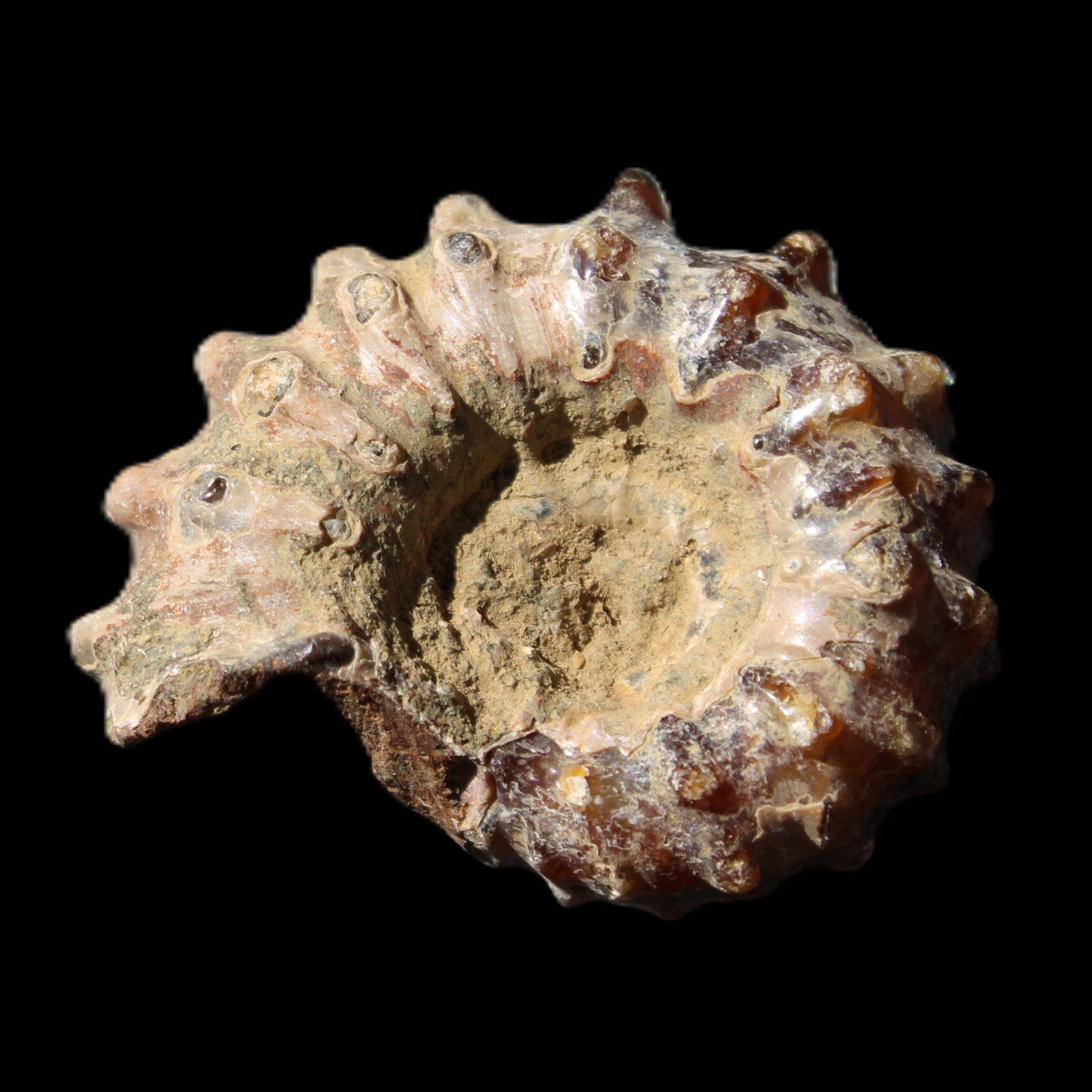 Cretaceous Ammonite Douvilleiceras from Madagascar 36*30*20mm 26/31g in sunlight - Rocks and Things Store